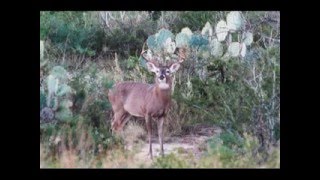 Field Aging Texas Whitetail Bucks [upl. by Netnerb]