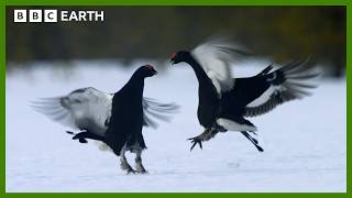 The Most Important Dance Of This Birds Life  Earth’s Great Seasons  BBC Earth [upl. by Midis914]