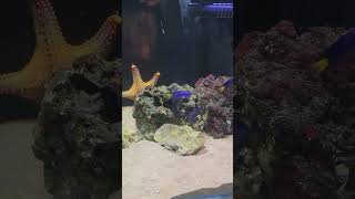 Marine aquarium setup vegrov aquarium hosur [upl. by Gusba]