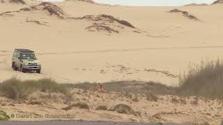 Several cars passing by a lion kill near a road All behaved well and respectful to the lions [upl. by Ahsyekat502]