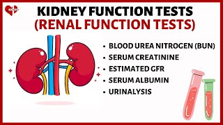 Kidney Function Tests KFTs Explained Serum Creatinine Serum Albumin BUN eGFR and Urinalysis [upl. by Enaffit833]