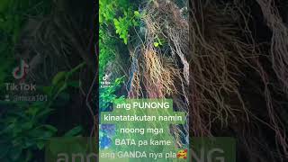 BALETE TREE beautiful like u [upl. by Anaili611]