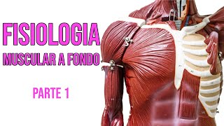 musculo esqueletico FISIOLOGIA PARTE 1 [upl. by Ellekim]