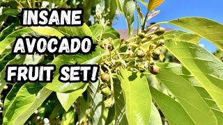 INSANE AVOCADO FRUIT SET ON MY MULTI GRAFTED AVOCADO TREE [upl. by Maiga]