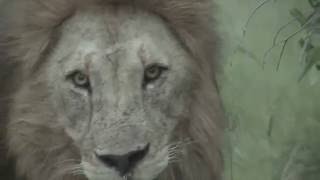 Killing of lion cubs by adult male lions  Warning Graphic Content [upl. by Ailedua]