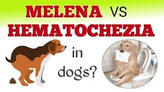 What is Melena vs Hematochezia in dogs philinsight dog bloodydiarrhea pets [upl. by Inol]