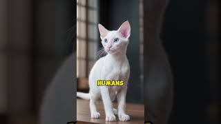 Oriental Shorthair A Velcro Cat cats kitten pets [upl. by Torr]