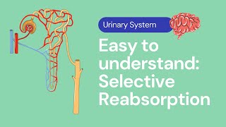 Selective Reabsorption in the Kidney  Excretion [upl. by Poliard]