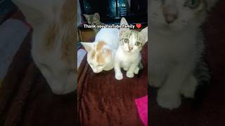 Bandeya re bandeya ❤️ bollywood music song cat pop funny [upl. by Nifled675]