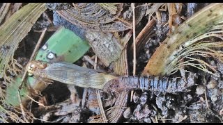 Metamorphosis of a Crane Fly [upl. by Wash]