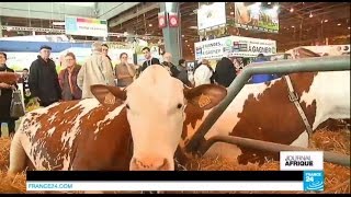 La vache française que les Africains sarrachent  SALON DE LAGRICULTURE [upl. by Nanete]