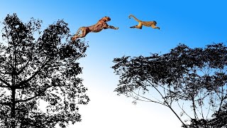 Leopard Jumps on The Tree to Attack Monkey  Fierce Battle of Baboon in India  Snake vs Lizard [upl. by Elberta]