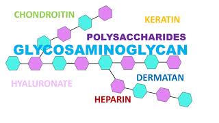 Glycosaminoglycan [upl. by Naara]