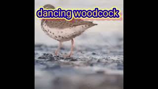 woodcock dancing to Nothing by Retroblue [upl. by Laeira260]