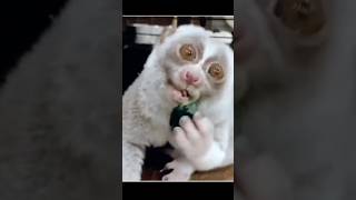 About slow loris viral shorts youtubeshorts trending [upl. by Helsell]