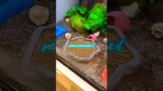 Getting my new hermit crab ❤️🦀🐚 duet musiccrab funnyimages aquarium crab [upl. by Monteith]