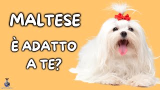 Cane Maltese Cosa Sapere [upl. by Garda]