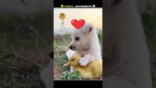 ரொம்பவே ஆபத்தான கடல் ஆமைக்குஞ்சுகளின் வாழ்க்கை  Baby SeaTurtle Hatching  Animal Voiceover Tamil [upl. by Adnilreh]