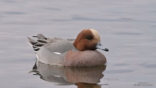 Eurasian Wigeon  behaviour and songcall  Pfeifente [upl. by Hannahc104]