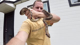 Ive been waiting for my Nicaraguan boa to finish shed May 24th 2023 [upl. by Caprice]