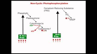 Noncyclic Photophosphorylation  Dr Magadi R Gurudeva [upl. by Enajaras]