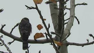 112124 Juv SharpShinned Hawk Kent Wa 2166163 [upl. by Skiba]