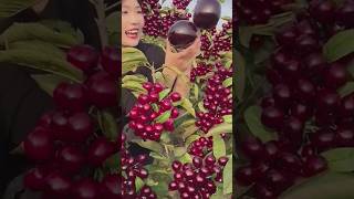 The process of harvesting giant cherries [upl. by Hairehcaz]