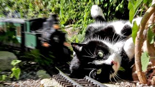 Katze vs Gartenbahn IV [upl. by Grimes]