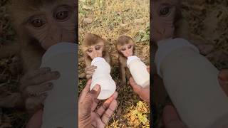 Cute baby drinking milk 🍼🐵bandar monkeyvideo monkey 0640 [upl. by Sema653]