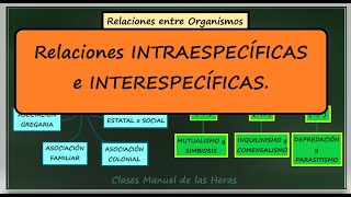 Relaciones Ecológicas Intraespecíficas e Interespecíficas Interacciones en los Ecosistemas [upl. by Skier615]