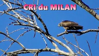 Cri du MILAN NOIR [upl. by Strawn441]