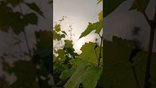 Grapes 🍇 Farming grape viralvideo trending youtubeshorts short farming [upl. by Starla791]