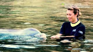 Explore Discovery Cove with Travel Expert Julia Dimon  Discovery Cove® [upl. by Adiaz151]