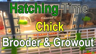 Hatching Times Chick Brooder amp Grow out Cages [upl. by Pufahl607]