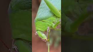 Katydid  Bush Crickets [upl. by Graham]