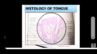 HISTOLOGY OF TONGUE [upl. by Remliw]