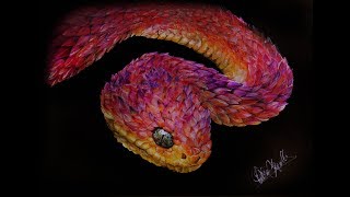 Drawing Atheris squamigera pencils  promarkers [upl. by Furlani]