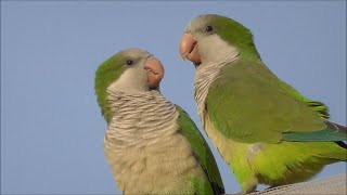 Cotorra argentina Myiopsitta monachus Monk Parakeet [upl. by Trilley458]