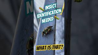 JuneBug Wild Colour in Nature insects texas bug beetle flea help gross nature [upl. by Eesyak]