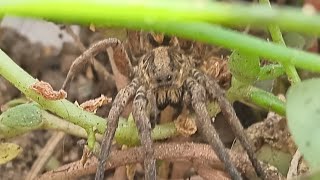 araña lobo en el terrario de bichos [upl. by Caty]