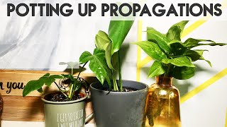 PROPAGATING MONSTERA FATSIA amp DUMB CANE  Repotting Cuttings  Miss Bird [upl. by Laehcar388]