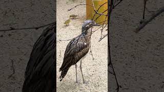 The Enchanting Calls of the Australian Curlew A Beautiful Bird 2024 🦜🦤 [upl. by Nnateragram391]