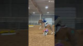 St Patrick’s day show It was like 6 months ago😅 peanut horseshow fyp shorts youtubeshorts [upl. by Drofdeb972]