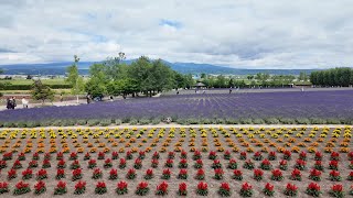 Exploring the Vibrant Lavender Fields of Farm Tomita FuranoHokkaido [upl. by Hirsch]