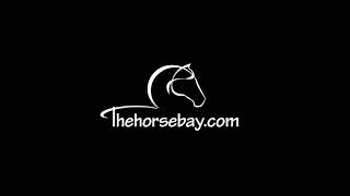 New Horses Available On Thehorsebaycom [upl. by Manya]