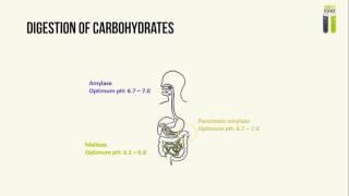 IGCSE Biology Revision  Part 2  Human Digestive Enzymes [upl. by Steffen]