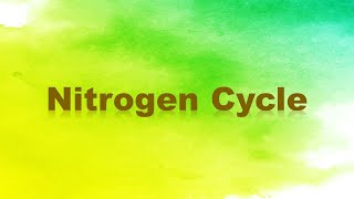 Nitrogen Cycle Nitrogen Fixation Nitrification Assimilation Ammonification and Denitrification [upl. by Morna]