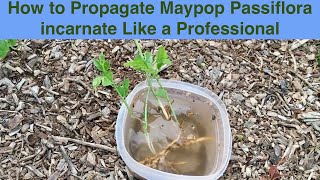 How to Propagate Maypop Passiflora incarnate Like a Professional [upl. by Lenej]