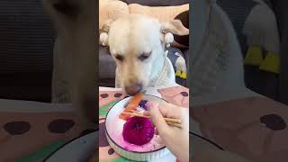 Lets watch Kikos delicious food  Doglife Ep52 dog doglover doglife puppy puppies pets fyp [upl. by Buhler]