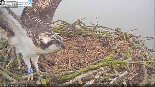 RUTLAND OSPREYS 1RO FLEDGES 03 JULY 24  080715 [upl. by Rivera116]